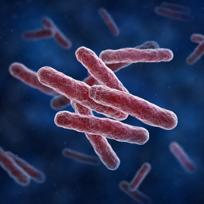B&B Bio Mycobacterium tuberculosis (MTB) qPCR Test